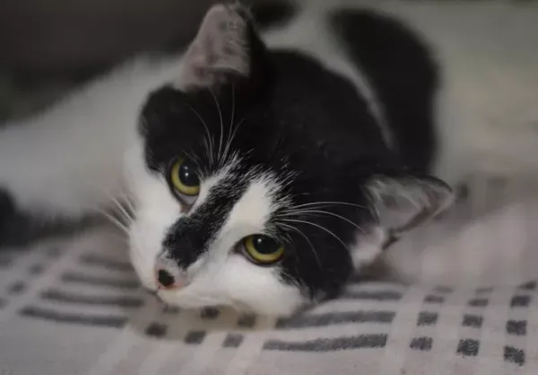 Znaleziono kota, Warszawa, 24 listopada 2023 (1/5)