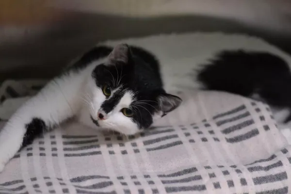 Znaleziono kota, Warszawa, 24 listopada 2023 (2/5)