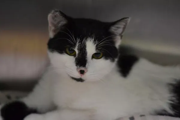 Znaleziono kota, Warszawa, 24 listopada 2023 (3/5)