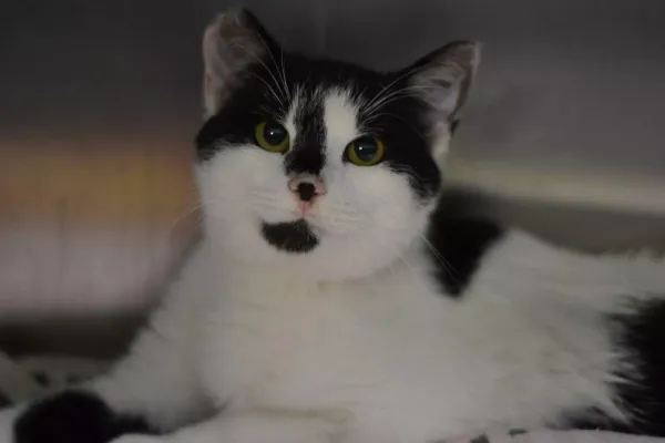 Znaleziono kota, Warszawa, 24 listopada 2023 (5/5)