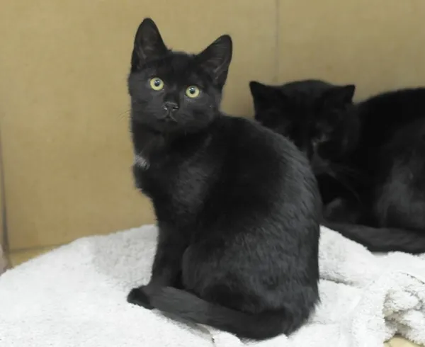 Kot do adopcji, Olsztyn, 14 października 2023 (3/5)