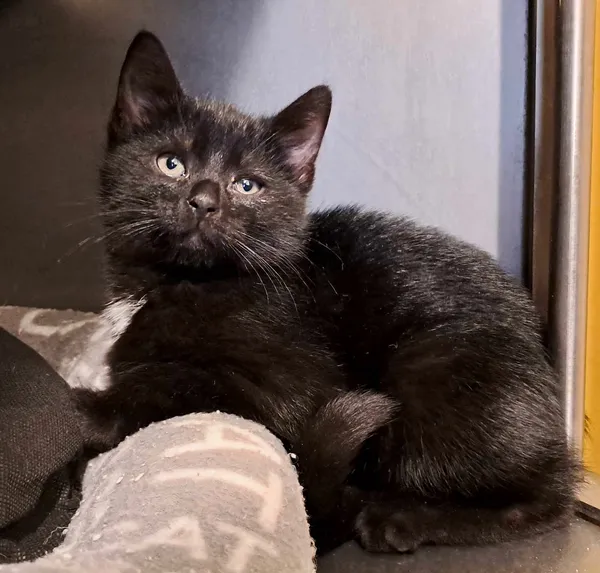 Kot do adopcji, Olsztyn, 14 października 2023