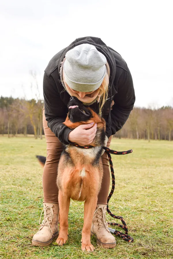 Pies do adopcji, Radom, 4 marca 2024 (2/5)