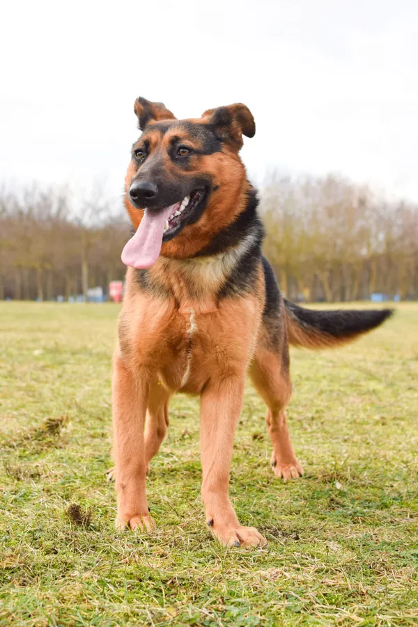 Pies do adopcji, Radom, 4 marca 2024 (4/5)