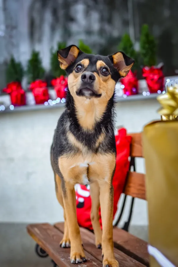 Pies do adopcji, Radom, 13 grudnia 2023 (3/5)