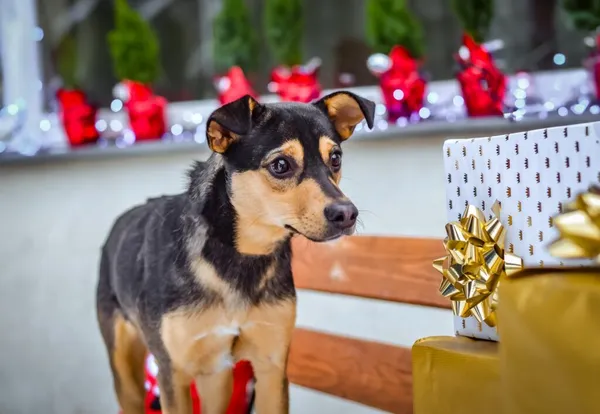 Pies do adopcji, Radom, 13 grudnia 2023 (4/5)