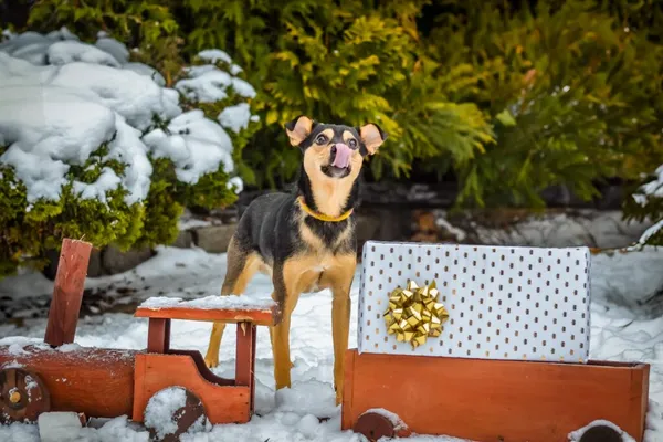 Pies do adopcji, Radom, 13 grudnia 2023 (5/5)