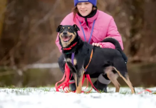Znaleziono psa, Warszawa, 25 listopada 2023 (1/5)