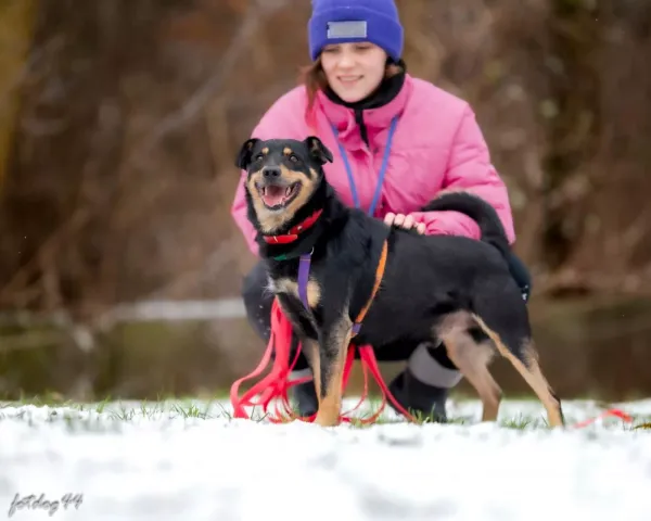 Znaleziono psa, Warszawa, 25 listopada 2023 (4/5)