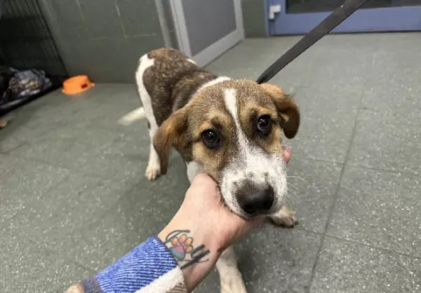 Znaleziono psa, Warszawa, 25 listopada 2023