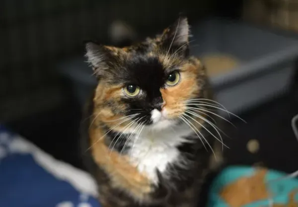 Znaleziono kota, Warszawa, 25 listopada 2023 (1/5)