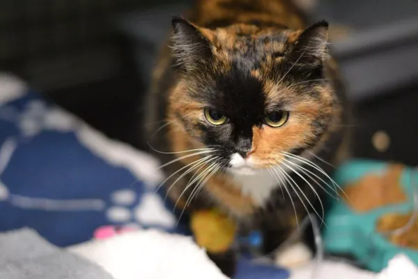 Znaleziono kota, Warszawa, 25 listopada 2023 (3/5)