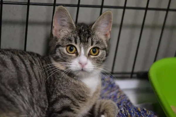 Znaleziono kota, Warszawa, 25 listopada 2023 (2/2)