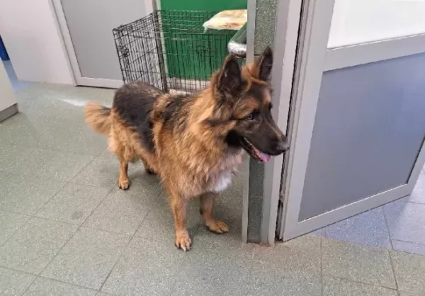 Znaleziono psa, Warszawa, 26 listopada 2023