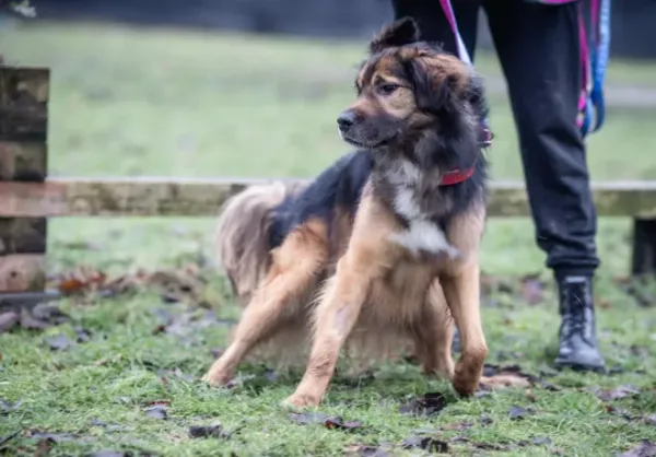 Znaleziono psa, Warszawa, 26 listopada 2023 (1/5)