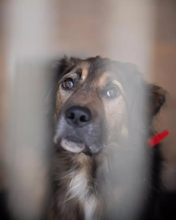 Znaleziono psa, Warszawa, 26 listopada 2023 (3/5)