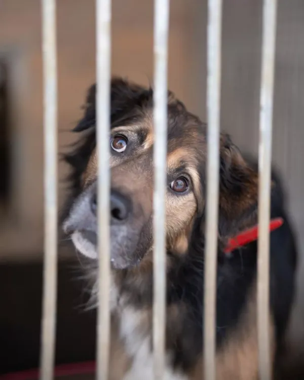 Znaleziono psa, Warszawa, 26 listopada 2023 (4/5)