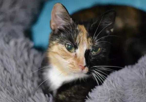 Znaleziono kota, Warszawa, 26 listopada 2023 (1/5)