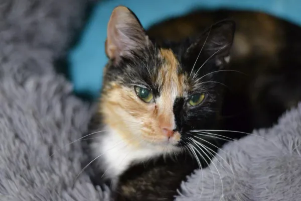 Znaleziono kota, Warszawa, 26 listopada 2023 (2/5)