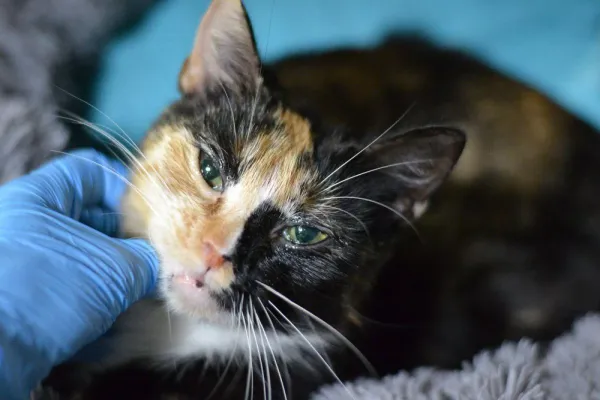 Znaleziono kota, Warszawa, 26 listopada 2023 (3/5)