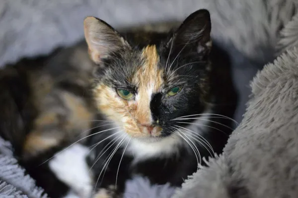 Znaleziono kota, Warszawa, 26 listopada 2023 (5/5)