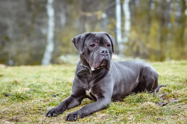 Pies do adopcji, Radom, 14 kwietnia 2024 (1/5)