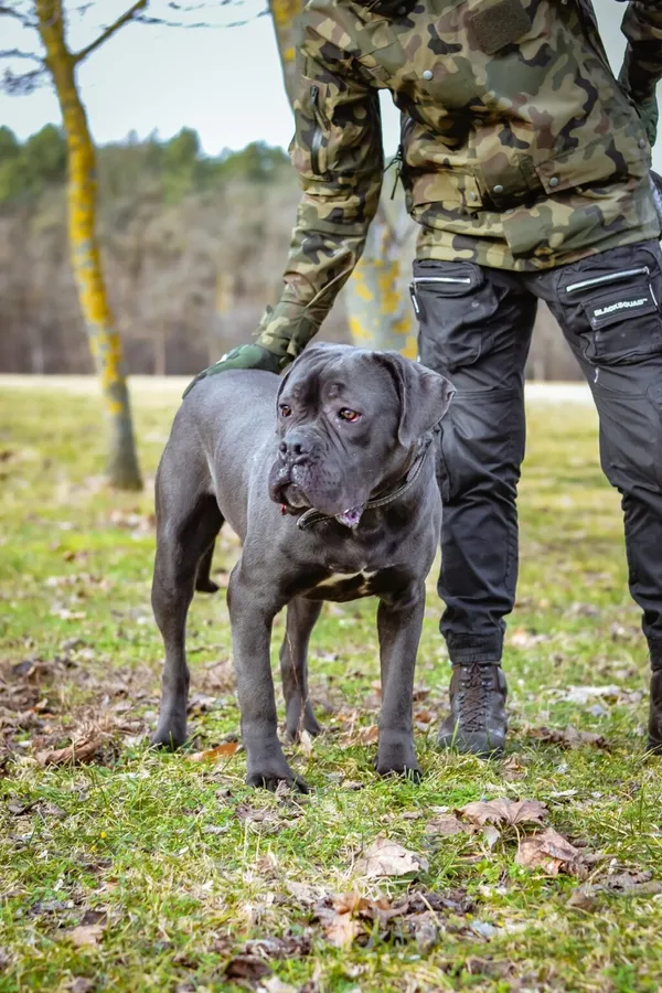 Pies do adopcji, Radom, 14 kwietnia 2024 (2/5)