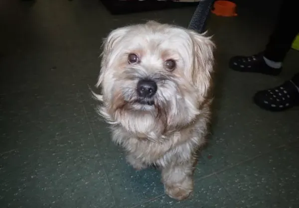 Znaleziono psa, Warszawa, 26 listopada 2023