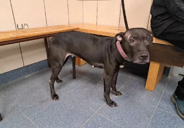 Znaleziono psa, Warszawa, 26 listopada 2023