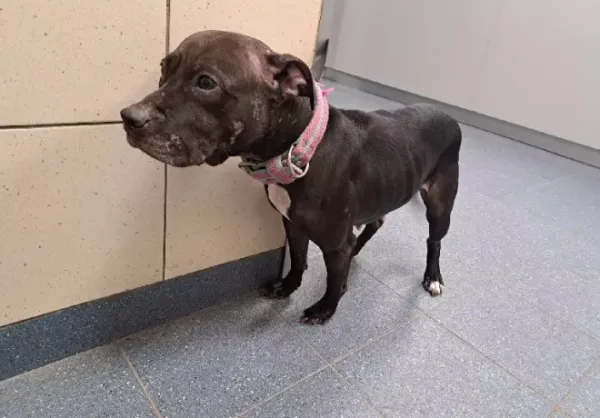 Znaleziono psa, Warszawa, 26 listopada 2023