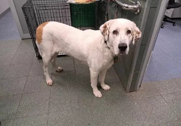 Znaleziono psa, Warszawa, 26 listopada 2023