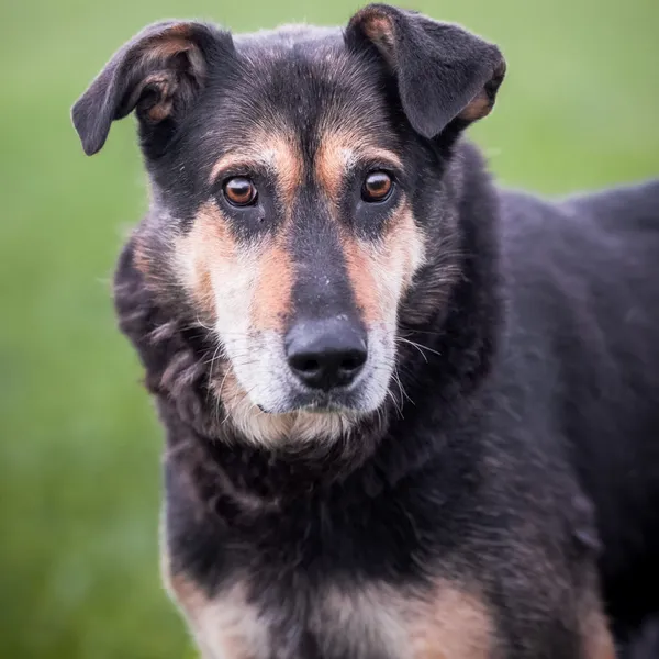 Pies do adopcji, Wysocko Wielkie, 26 listopada 2023 (1/4)