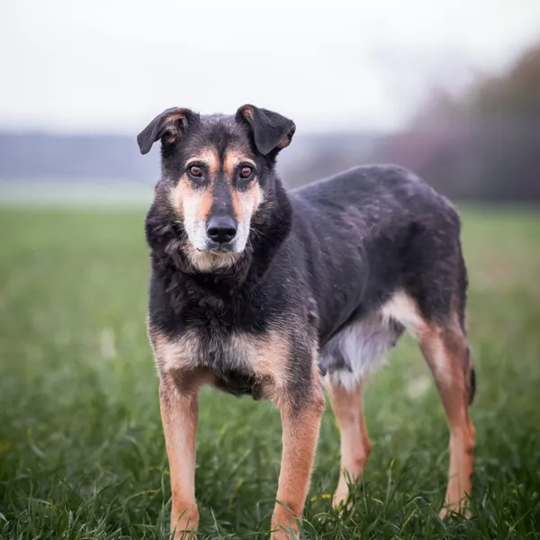 Pies do adopcji, Wysocko Wielkie, 26 listopada 2023 (3/4)