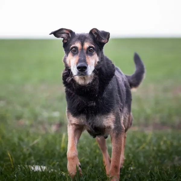 Pies do adopcji, Wysocko Wielkie, 26 listopada 2023 (4/4)