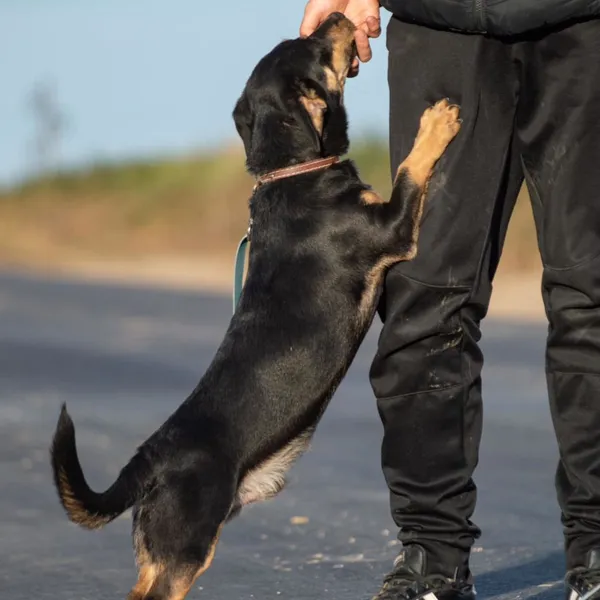 Pies do adopcji, Wysocko Wielkie, 26 listopada 2023 (3/5)