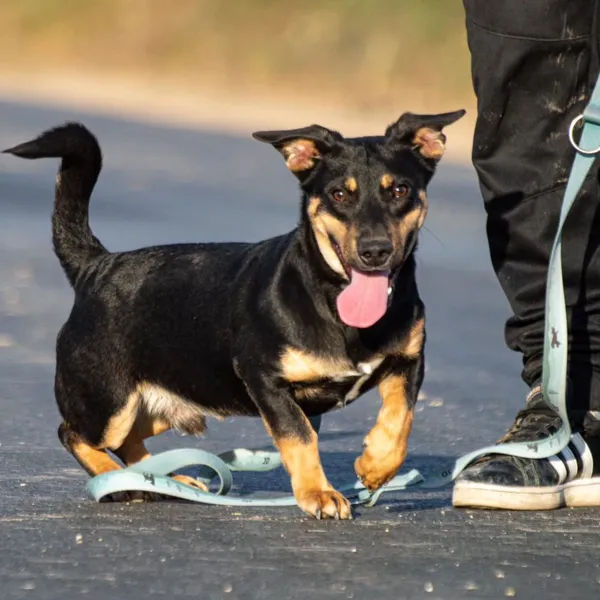 Pies do adopcji, Wysocko Wielkie, 26 listopada 2023 (4/5)