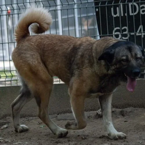 Pies do adopcji, Wysocko Wielkie, 26 listopada 2023 (1/5)