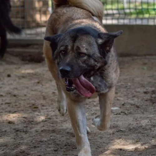 Pies do adopcji, Wysocko Wielkie, 26 listopada 2023 (2/5)