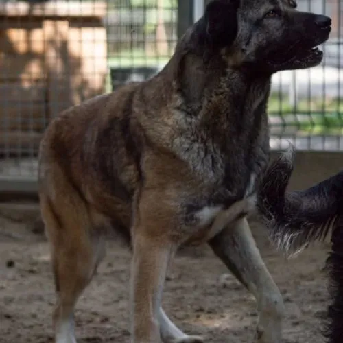 Pies do adopcji, Wysocko Wielkie, 26 listopada 2023 (3/5)