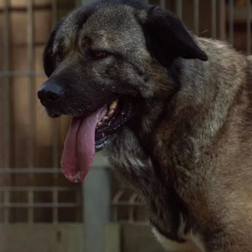 Pies do adopcji, Wysocko Wielkie, 26 listopada 2023 (4/5)