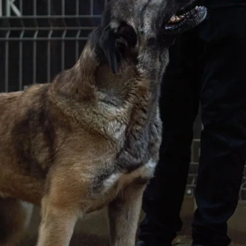 Pies do adopcji, Wysocko Wielkie, 26 listopada 2023 (5/5)