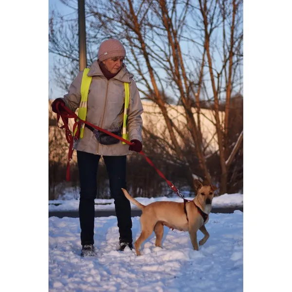 Znaleziono psa, Białystok, 6 października 2023 (2/4)