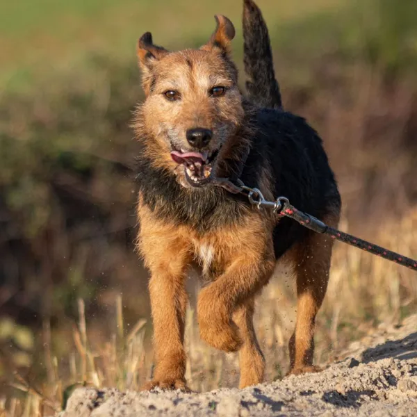 Pies do adopcji, Wysocko Wielkie, 26 listopada 2023 (1/5)