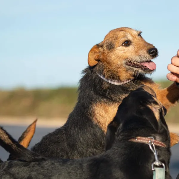 Pies do adopcji, Wysocko Wielkie, 26 listopada 2023 (2/5)