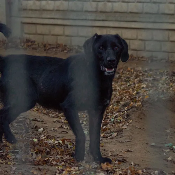 Pies do adopcji, Wysocko Wielkie, 26 listopada 2023 (1/3)