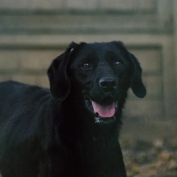 Pies do adopcji, Wysocko Wielkie, 26 listopada 2023 (3/3)