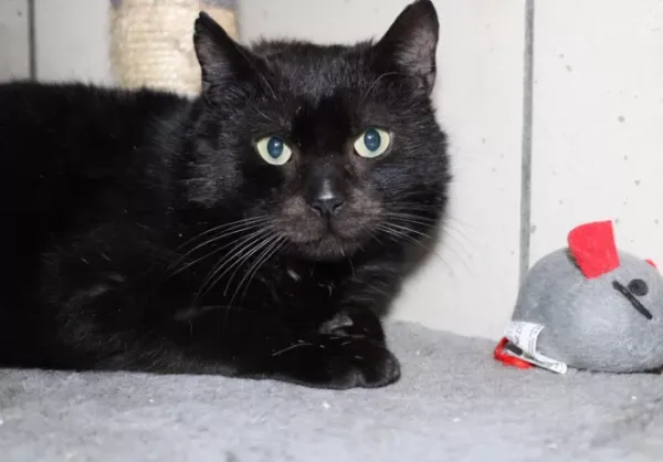 Znaleziono kota, Warszawa, 27 listopada 2023 (1/5)