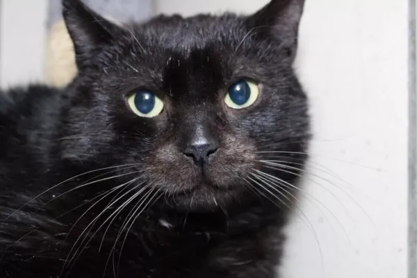 Znaleziono kota, Warszawa, 27 listopada 2023 (3/5)