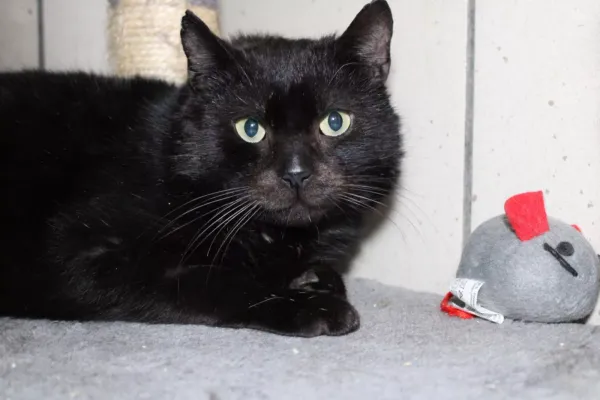 Znaleziono kota, Warszawa, 27 listopada 2023 (4/5)