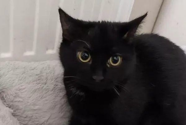 Znaleziono kota, Warszawa, 27 listopada 2023 (5/5)